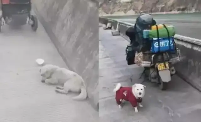 Warm! The stray dog has a backpacker, one dog on foot for over 5,000 km