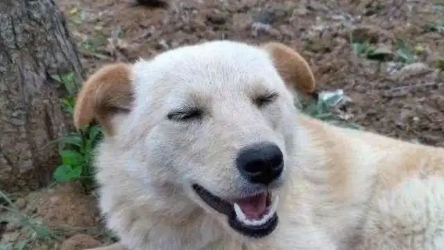 The stray dog gave his baby away so hard that they could get adopted