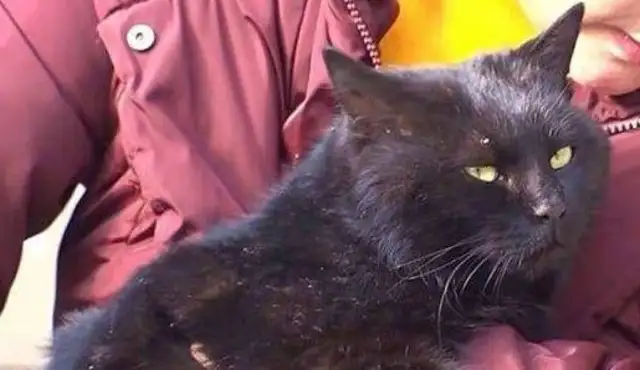 When the stray cat was rescued, it became a jealous altar, competing with the dog