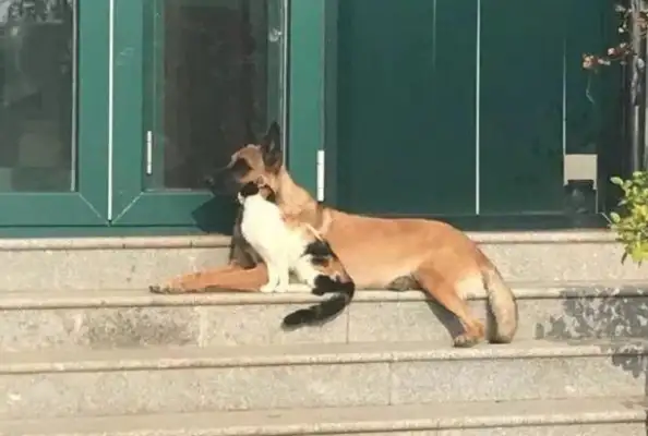 The death of a retired work dog left alone and the emergence of a three-flower cat changed everything