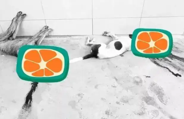 Malaysian "dog haters" kill dogs in the streets with guns! Dog-loving women: these dogs are all stung