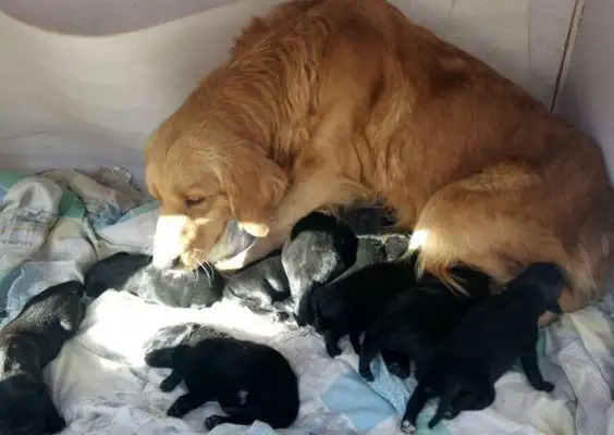 He's got a bunch of black dogs in the dumpster, and he's standing there crying