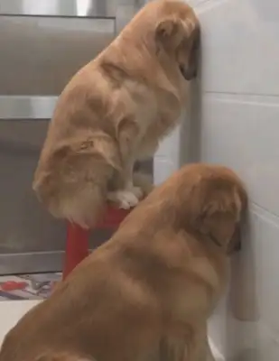 The dog's head against the wall. Her wife's heart is hurting and she's not talking
