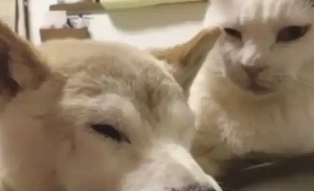 The old dog who lived 18 years died, and the cats in the house were forced to bury, and for seven days they didn't eat or drink