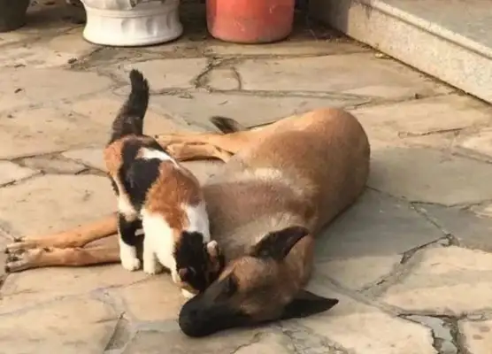 The death of a retired work dog left alone and the emergence of a three-flower cat changed everything