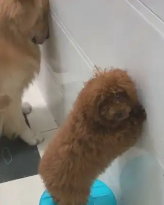 The dog's head against the wall. Her wife's heart is hurting and she's not talking