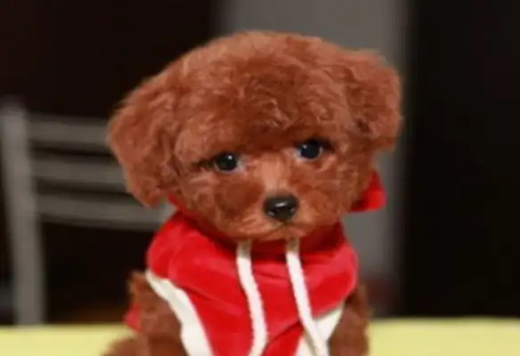 The teddy dog just bought is gone