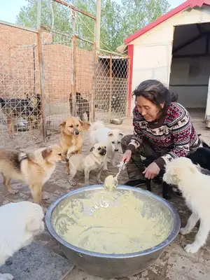 Emergency help! 300 stray cats and dogs have lost their food. Help them