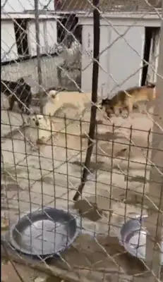 Emergency help! 300 stray cats and dogs have lost their food. Help them