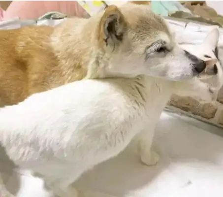 The death of a retired work dog left alone and the emergence of a three-flower cat changed everything