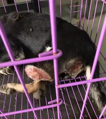 Emergency help! 300 stray cats and dogs have lost their food. Help them