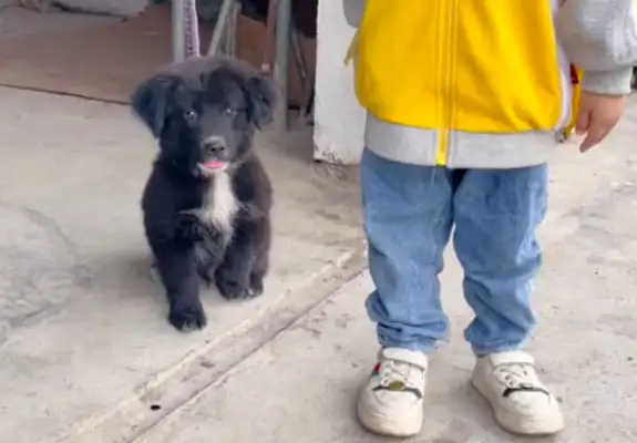 The netizens are taking pictures of their son. The dog will be there as soon as he sees it