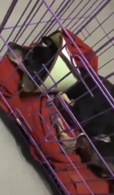Emergency help! 300 stray cats and dogs have lost their food. Help them