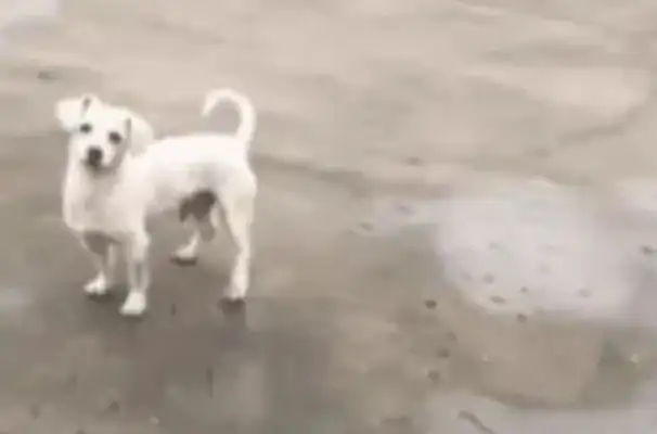 When the girl saw the stray dog again, the dog looked desperate: you had it