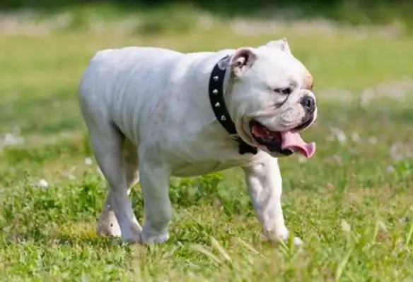 In America, a woman was bitten by her own pet dog at home, and a few weeks ago the dog bit her boyfriend