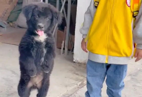 The netizens are taking pictures of their son. The dog will be there as soon as he sees it
