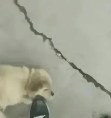 When the girl saw the stray dog again, the dog looked desperate: you had it