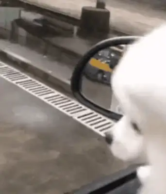 When the girl saw the stray dog again, the dog looked desperate: you had it