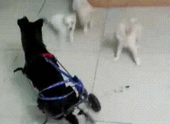 Emergency help! 300 stray cats and dogs have lost their food. Help them