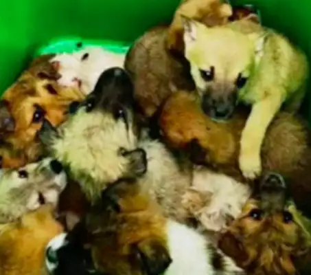 Over 100 dogs have been abandoned in high-speed service, suspected of being sent to the dog farm, and some have been frozen to death