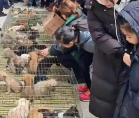 Over 100 dogs have been abandoned in high-speed service, suspected of being sent to the dog farm, and some have been frozen to death