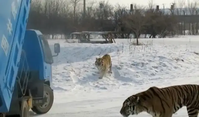 "Live Feeding"! What will happen to the breeders when they throw two little milk dogs at the Lion Garden