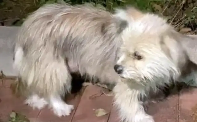 Mother of the stray dogs, with six children, volunteered for the good men