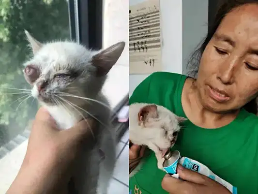 Emergency help! 300 stray cats and dogs have lost their food. Help them