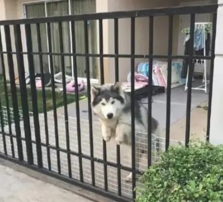 The Alaskan dog next door, who's always excited to see himself, needs to be saved