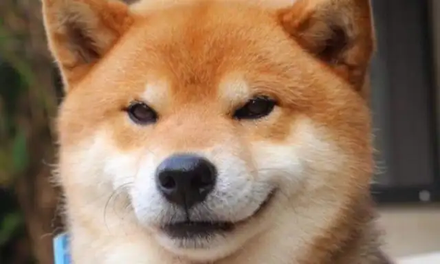 There's a hot boy on the dog's list, and the blond is not number one
