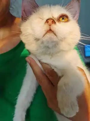 Emergency help! 300 stray cats and dogs have lost their food. Help them