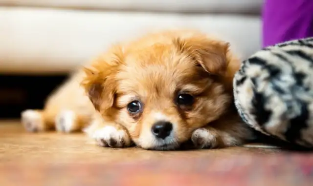 How do you make an ad when you lose a dog