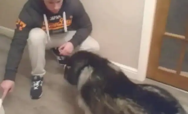 Alaskan dogs gnawed down the stairs, the master shouted, Alaskan: Don't listen to the bastard. Yes