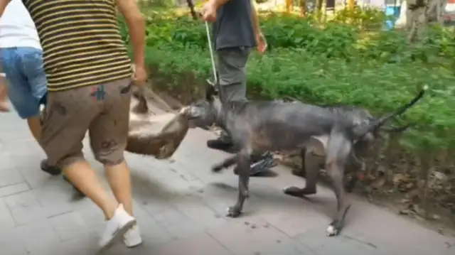 The boars in a small area of Chongqing were bitten by a hound, FDA: disposed harmlessly