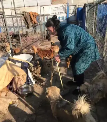 Emergency help! 300 stray cats and dogs have lost their food. Help them