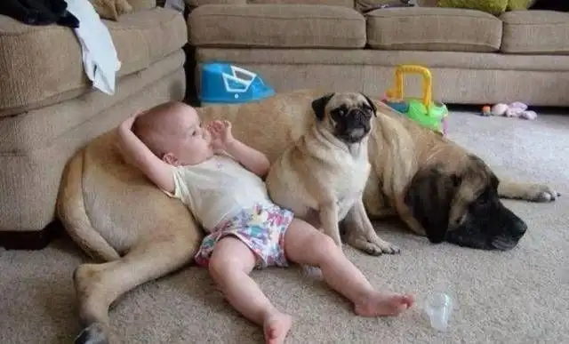 The baby and the dog were working together to steal something
