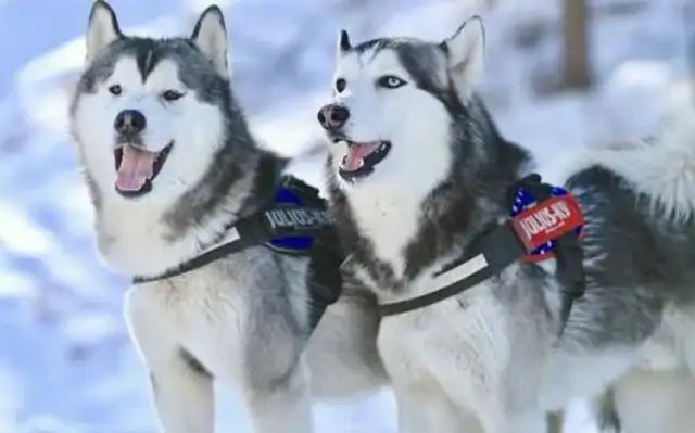 There's a hot boy on the dog's list, and the blond is not number one
