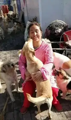 Emergency help! 300 stray cats and dogs have lost their food. Help them