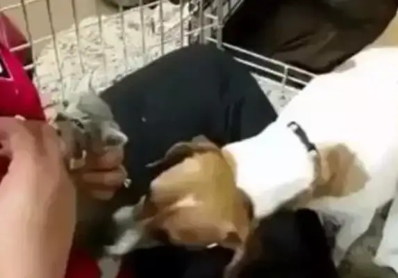 The dog had a baby cat, he couldn't get vaccinated, so he wanted to know if you had a cat outside