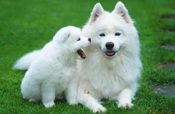 There's a hot boy on the dog's list, and the blond is not number one