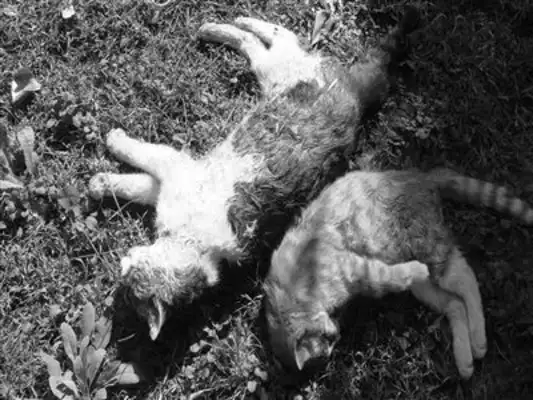 Emergency help! 300 stray cats and dogs have lost their food. Help them