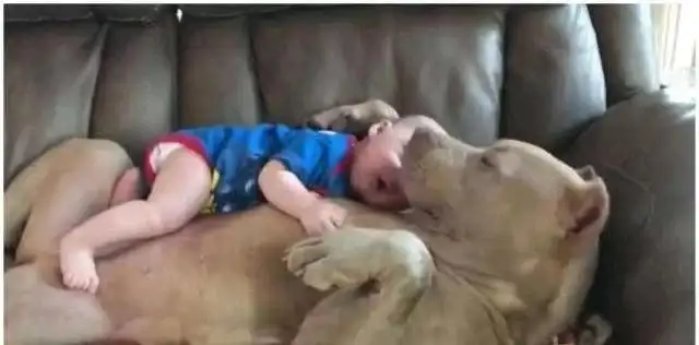 The baby and the dog were working together to steal something