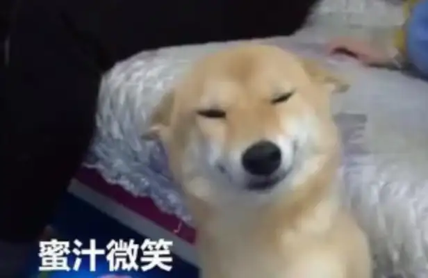 The master deliberately ignores the dog, the dog smiles a little, and suddenly turns him upside down