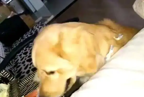 The baby and the dog were working together to steal something