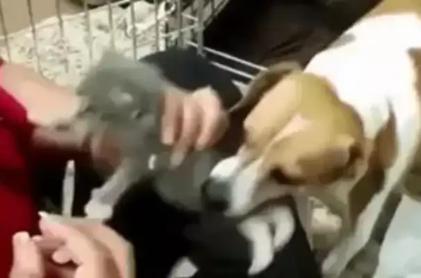 The dog had a baby cat, he couldn't get vaccinated, so he wanted to know if you had a cat outside