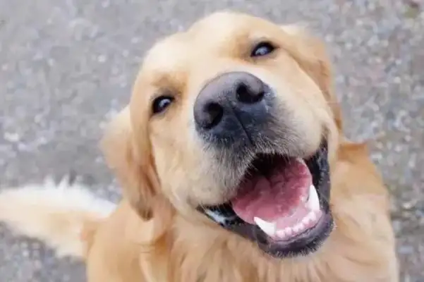 There's a hot boy on the dog's list, and the blond is not number one