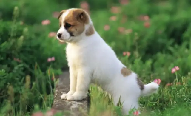 Can a dog make a movie when it's stuck in his throat