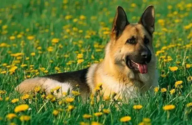 There's a hot boy on the dog's list, and the blond is not number one