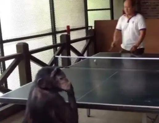 The chimpanzees and the humans played, and they turned and laughed