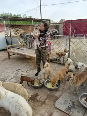 Emergency help! 300 stray cats and dogs have lost their food. Help them